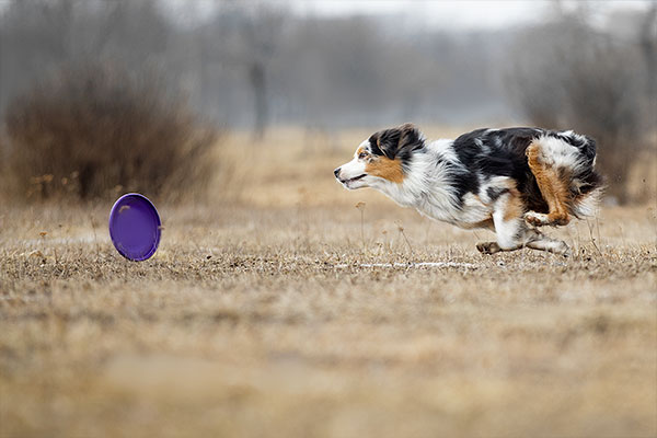 Berger Australien Aussie Tout Savoir Sur Cette Race De Chien