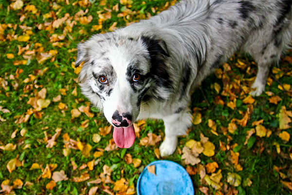 Berger Australien Aussie Tout Savoir Sur Cette Race De Chien