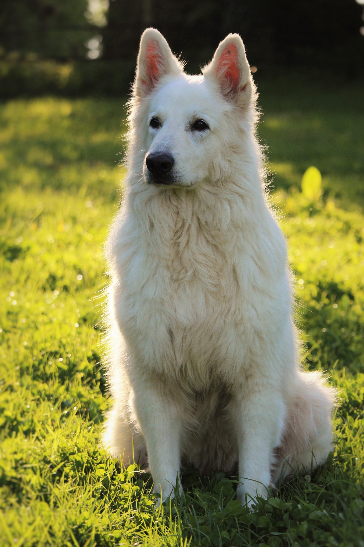 Berger Blanc Suisse Tout Savoir Sur Cette Race Dogsplanetcom