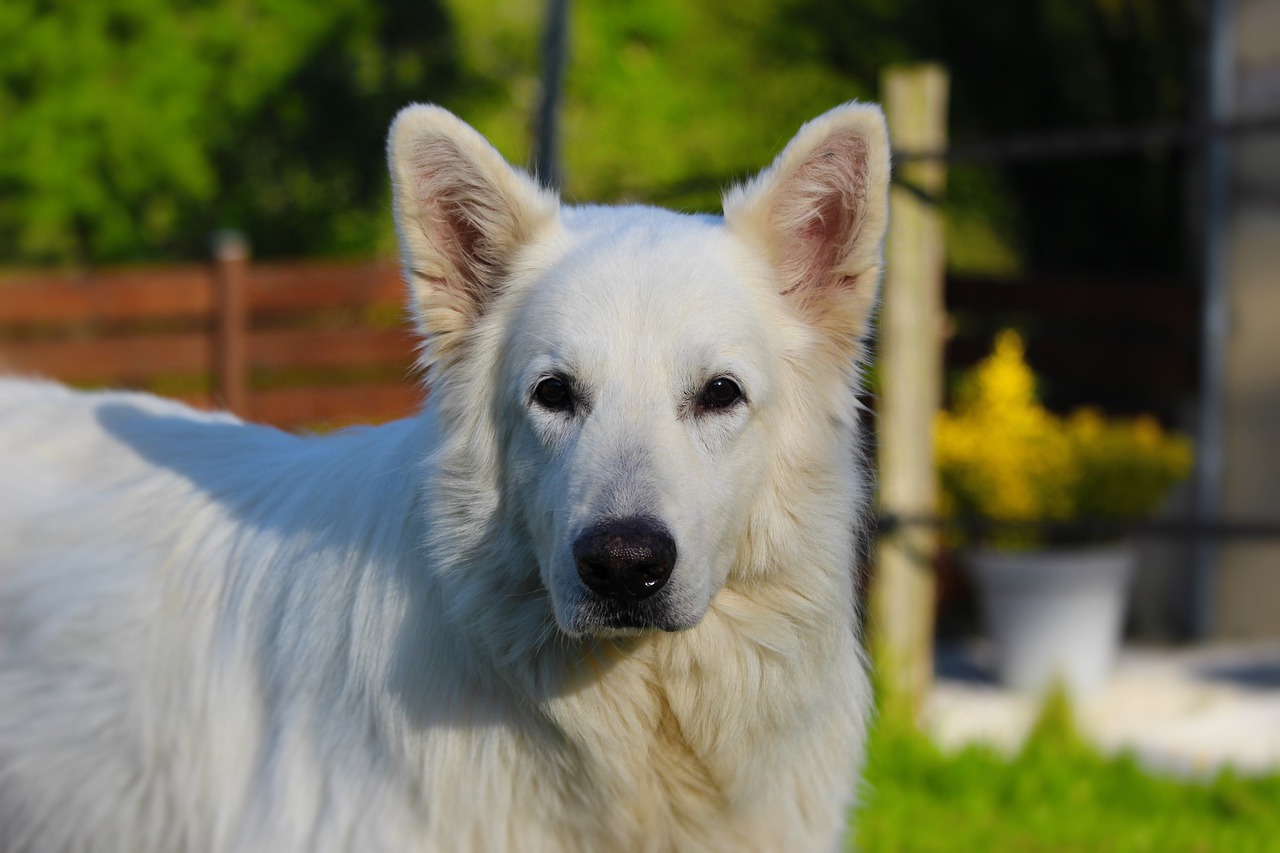 Berger Blanc Suisse Tout Savoir Sur Cette Race Dogsplanetcom