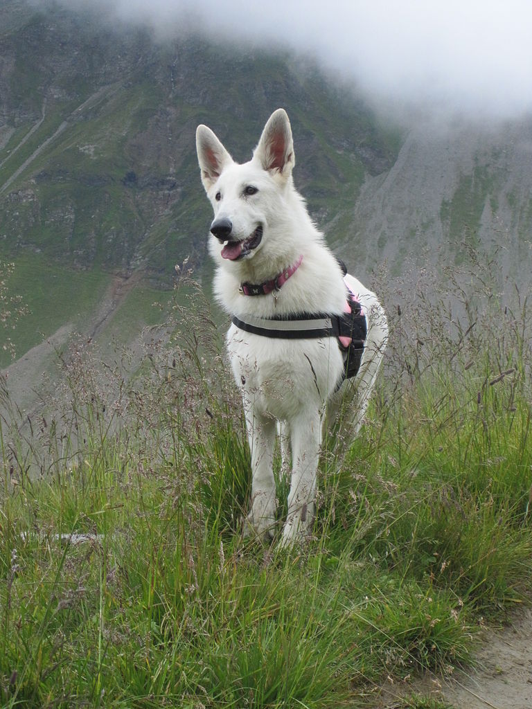 Berger Blanc Suisse Tout Savoir Sur Cette Race Dogsplanetcom