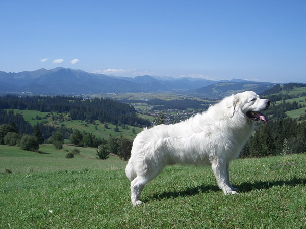 at what age is a tatra shepherd dog full grown