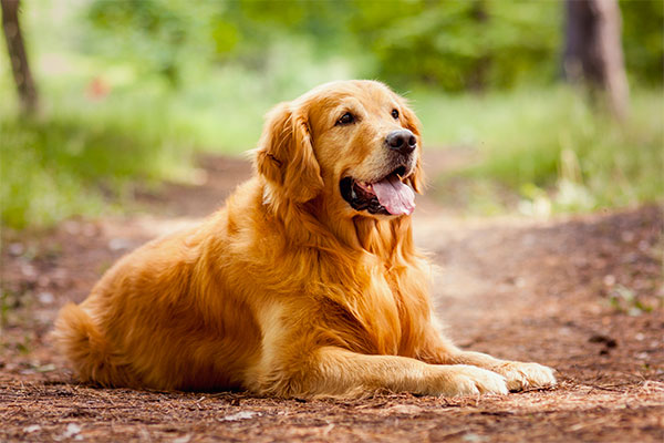 Golden Retriever Tout Savoir Sur Cette Race Dogsplanetcom