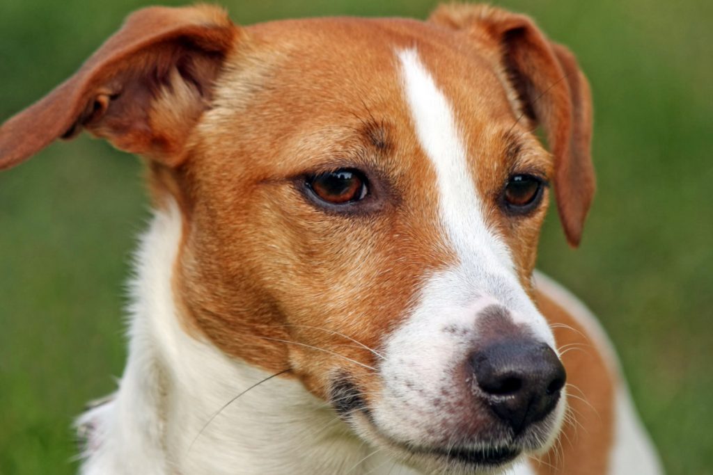 Jack Russell Terrier: Todo sobre esta raza - DogsPlanet.com