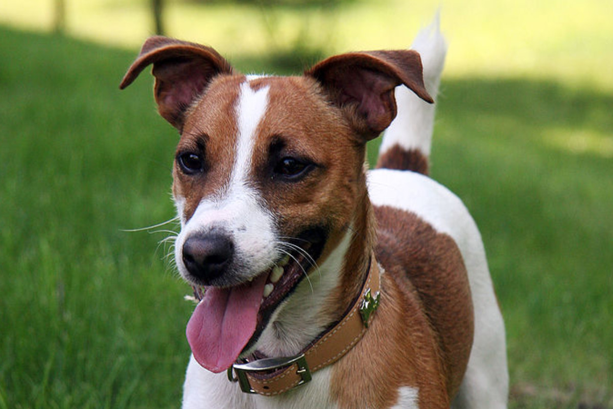 Jack Russell Terrier: Todo sobre esta raza - DogsPlanet.com