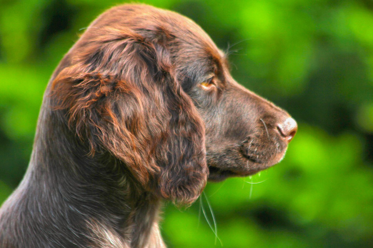 Petit Münsterländer Tout Savoir Sur Cette Race Dogsplanetcom