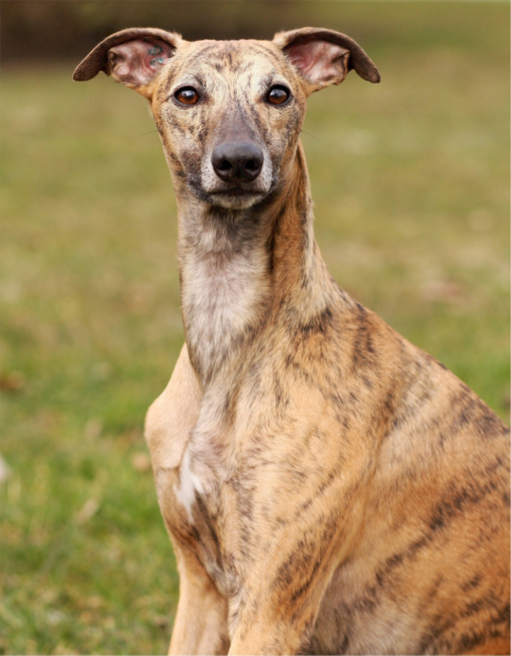 Whippet Tout Savoir Sur Cette Race Dogsplanetcom