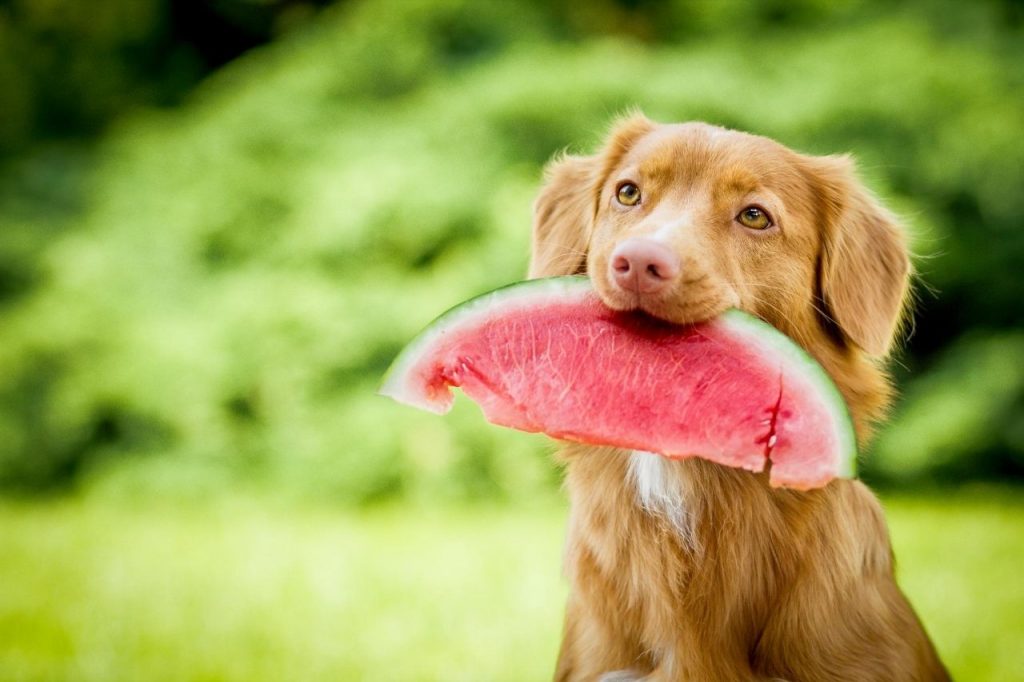 mon chien peut il manger de la pastèque