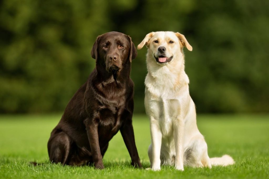 chien facile a dresser