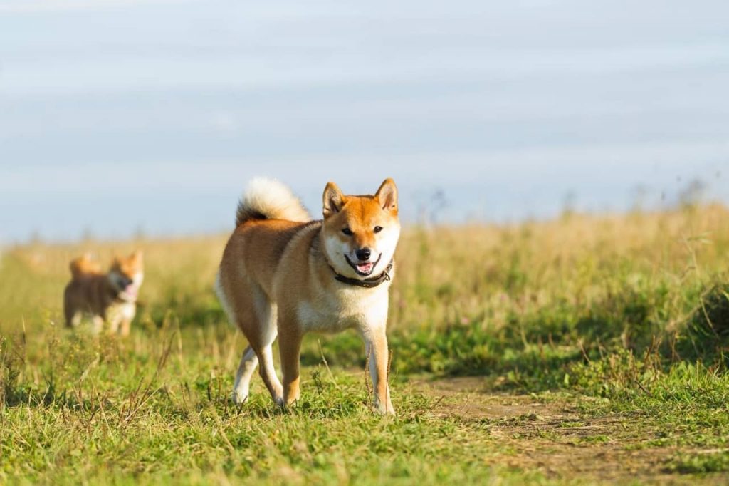 chien japonais