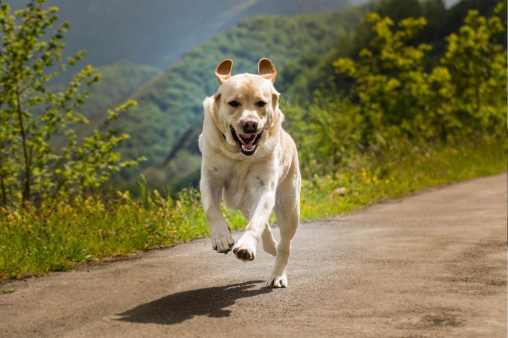 mon chien court après les voitures