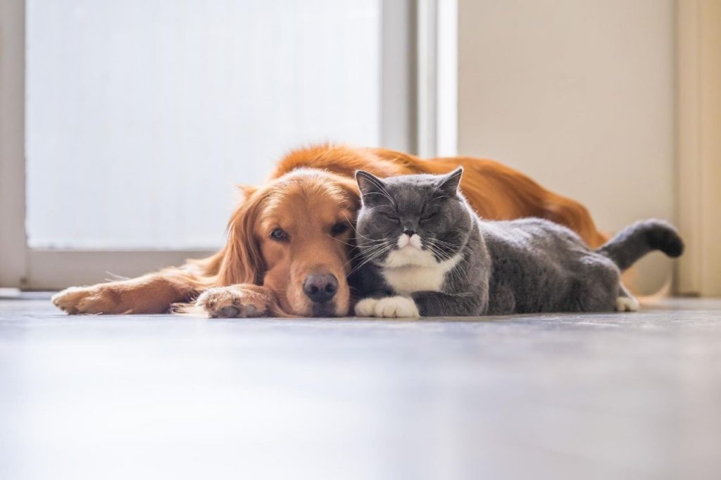 race chien qui s'entend bien avec chat