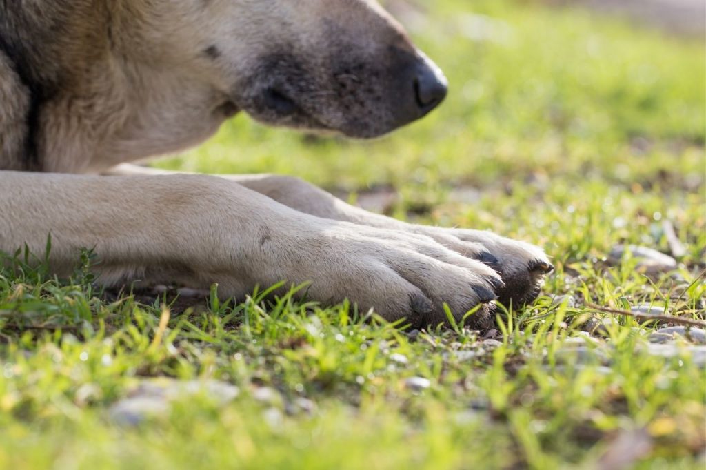 entorse patte chien