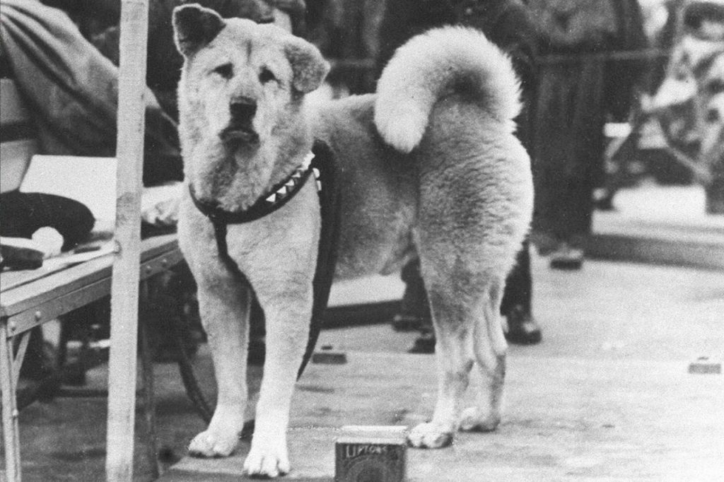 hachiko chien