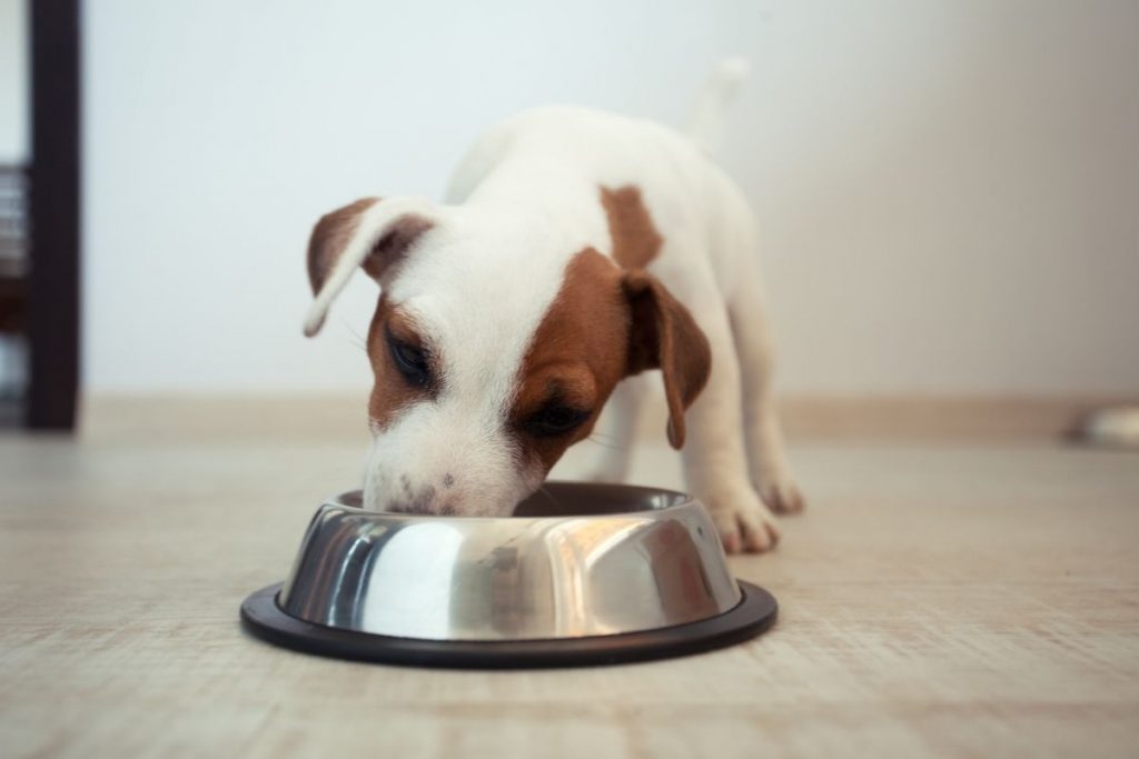 repas chiot de 2 mois