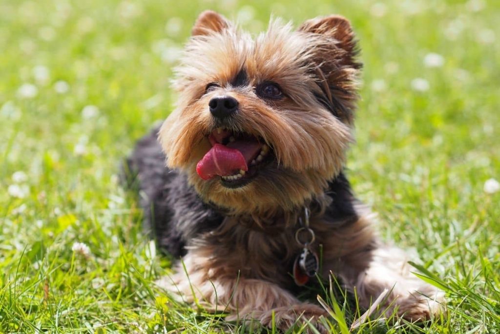 chien pour personne agée