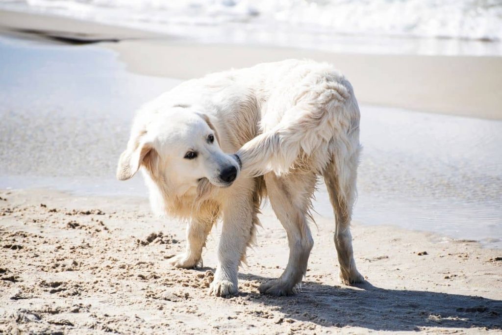 chien se mord la queue