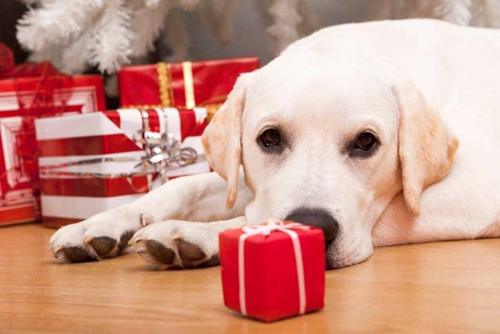 étude chien noël dogsplanet