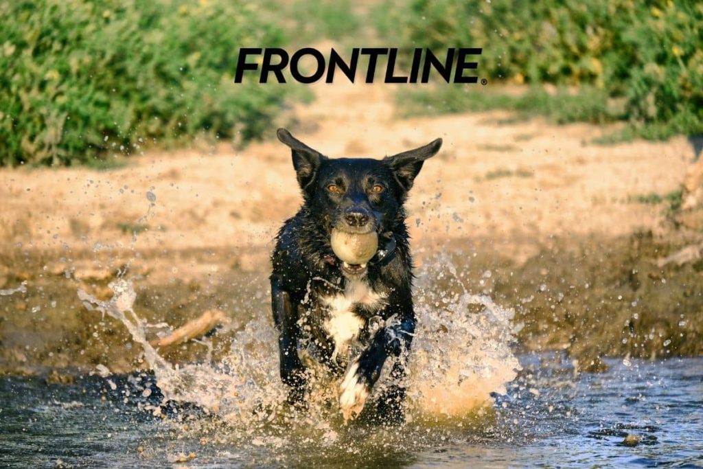 frontline