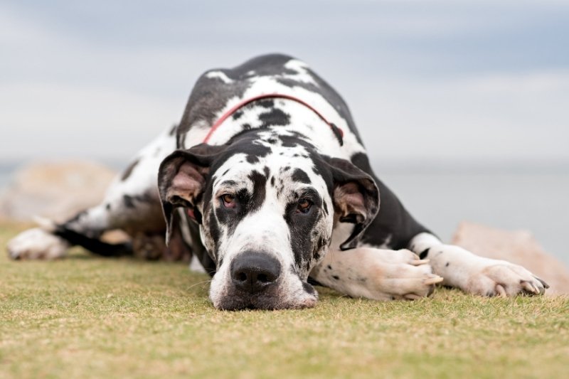 brown and white spotted dog great dane