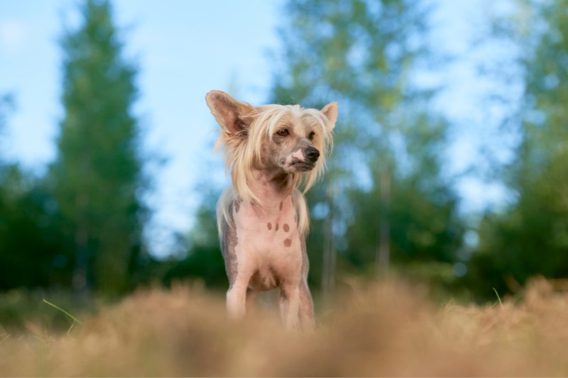 chinese crested dog standing in field