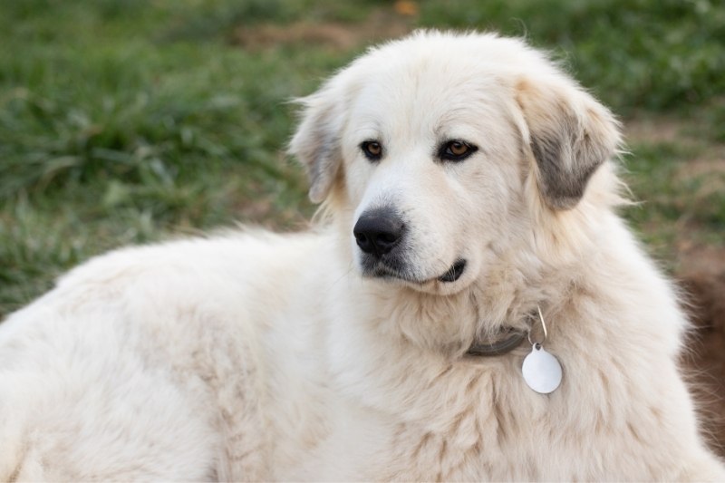 great pyrenees laying down