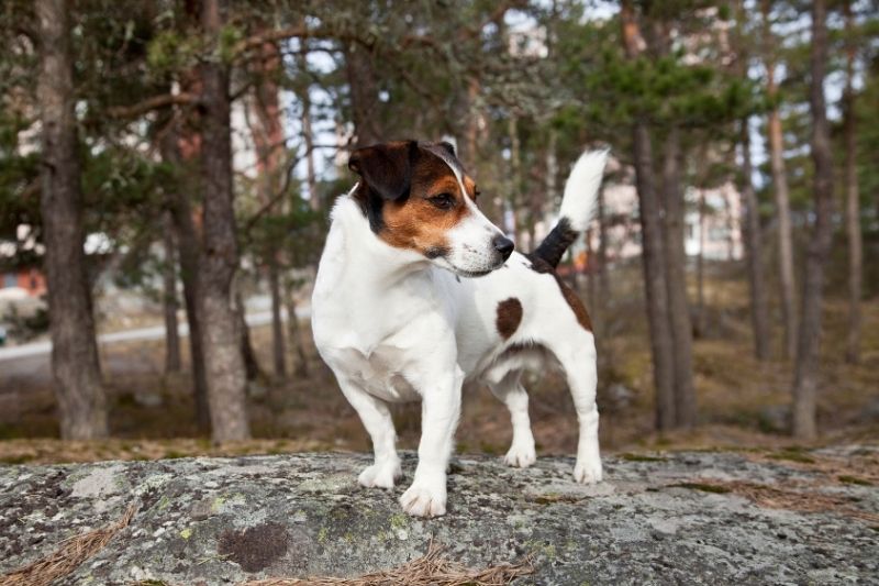 jack russell terrier forest