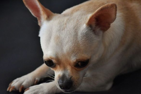 All the different types of Chihuahuas - DogsPlanet.com