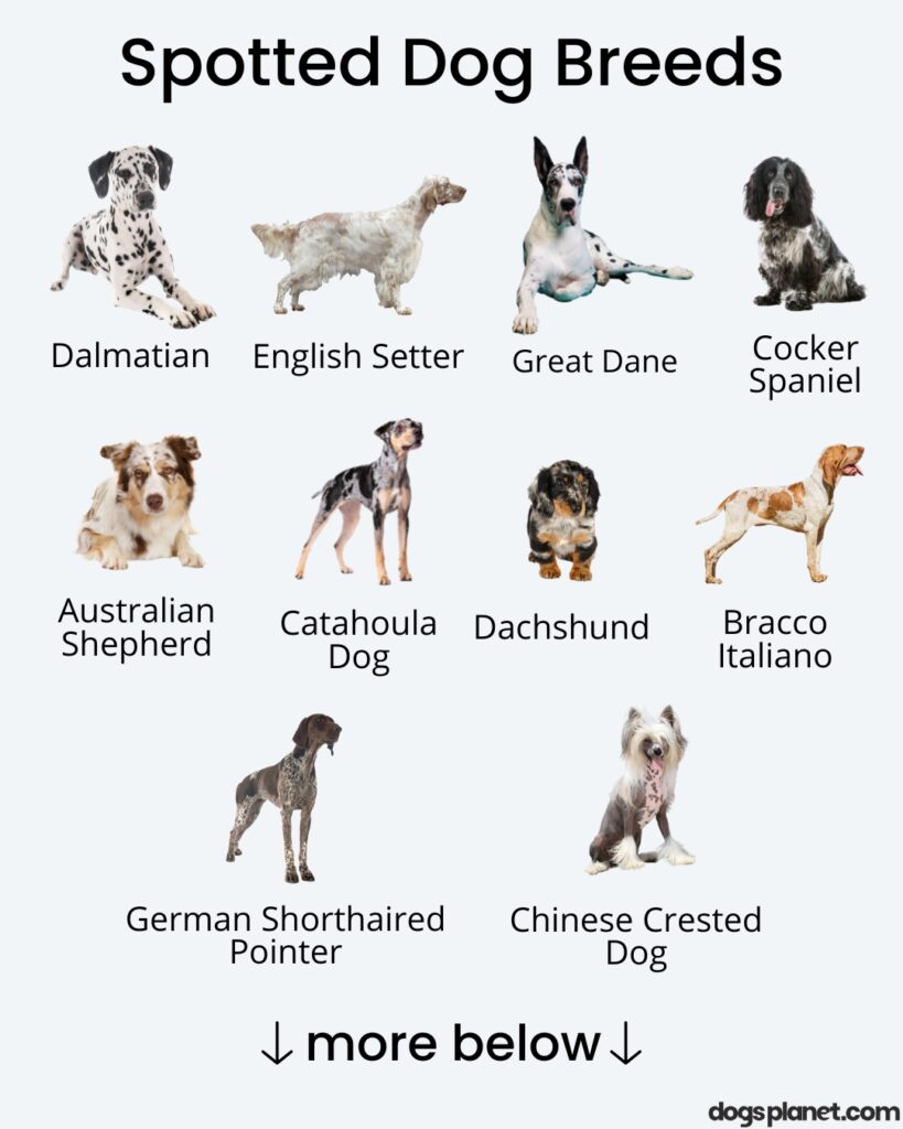 spotted dog breeds infographic