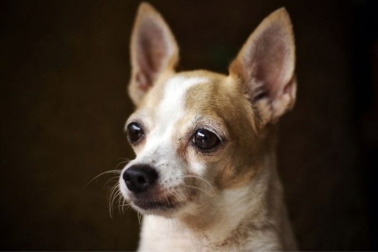 7 Different Types of Chihuahua Breeds (With Pictures!)