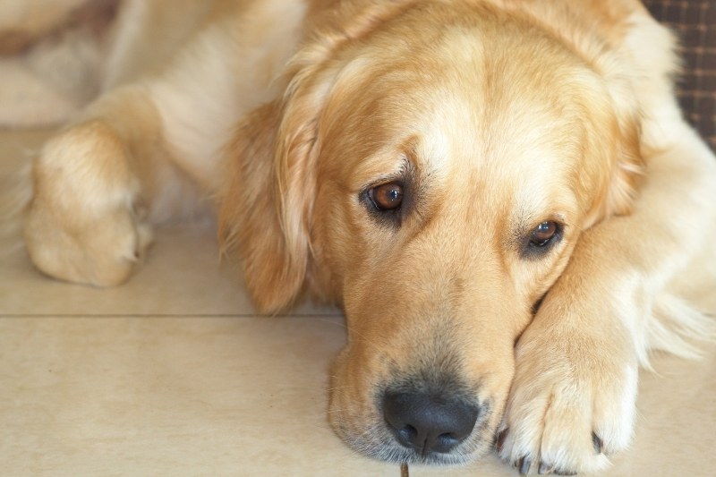 golden retriever en appartement