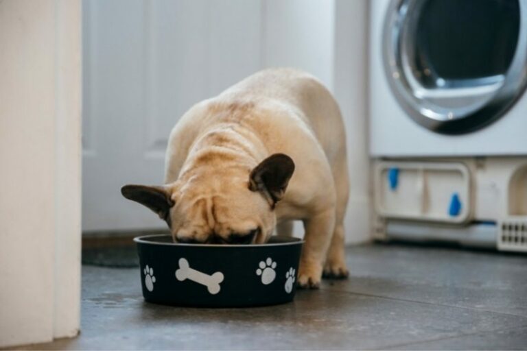 How much should a French Bulldog eat?