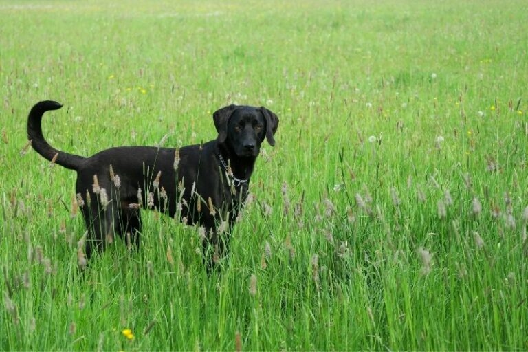 15 cute Weimaraner mixes (with pictures!)