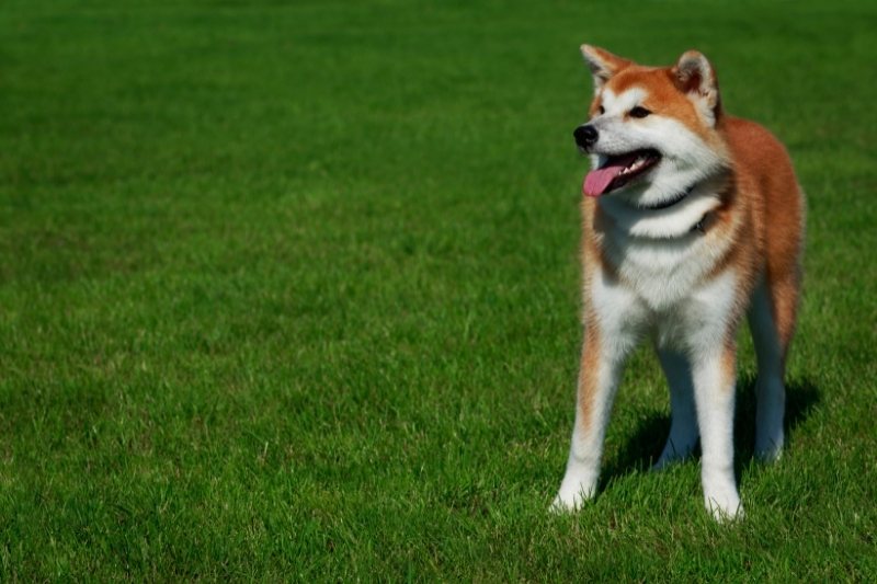 16 oldest dog breeds in the world - DogsPlanet.com