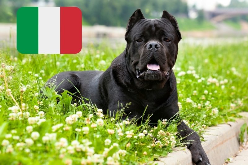 300-best-italian-names-for-your-dog-dogsplanet