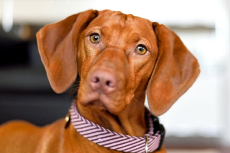 25 incredible Vizsla mixes