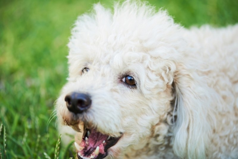 how-to-stop-your-poodle-barking-complete-guide-to-training-your-poodle