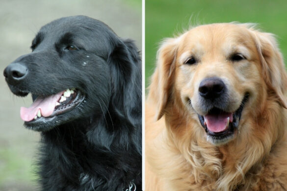 Flat-Coated Retriever vs Golden Retriever: the differences between ...