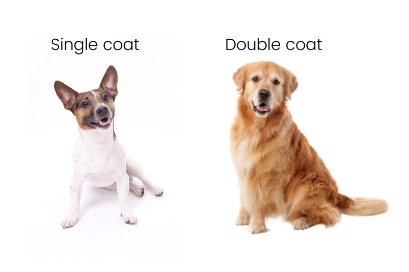 Double on sale coated dogs