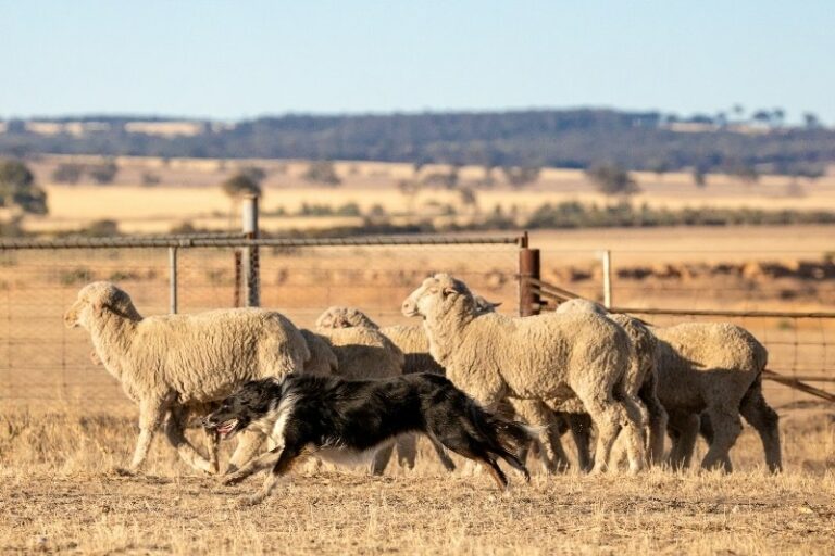 20 herding dog breeds (with pictures!)