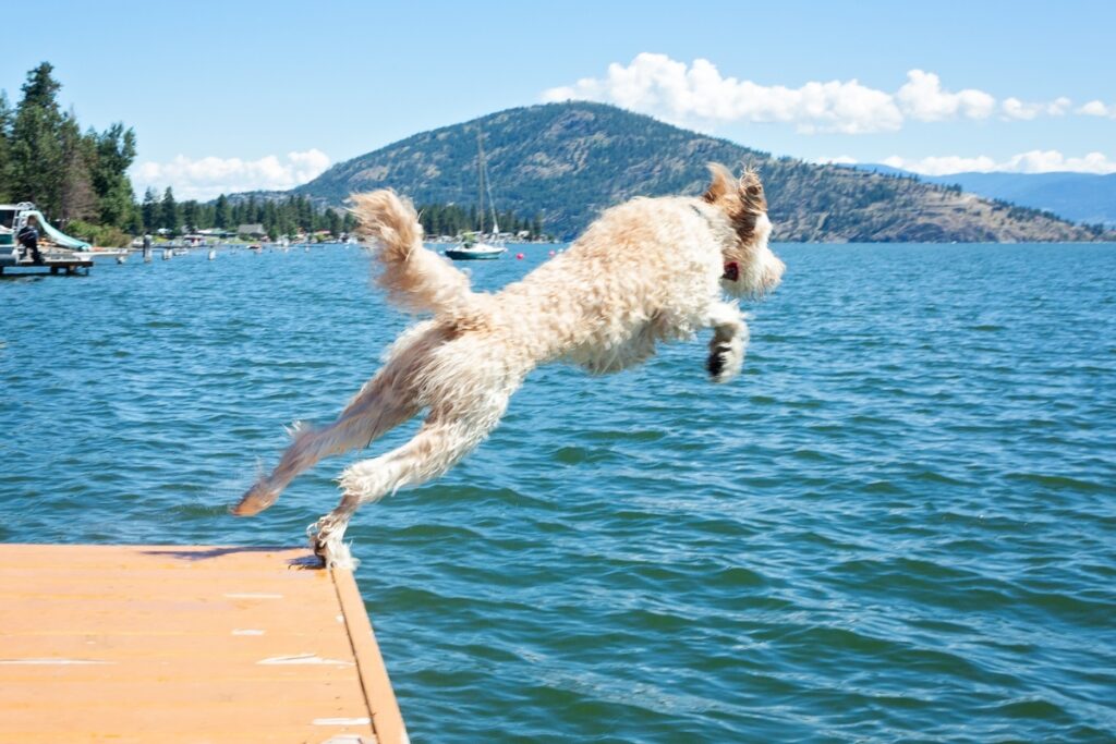 dog jumping water