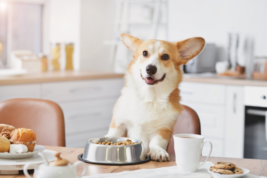 comment gérer gamelle de son chien