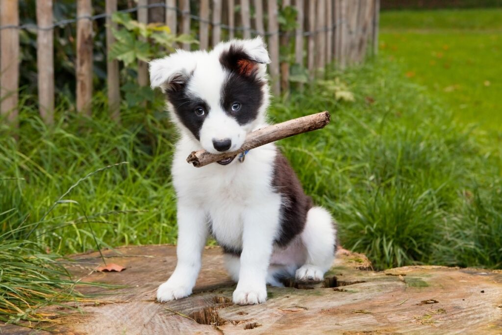 border collie puppy